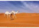علي بن الجهم